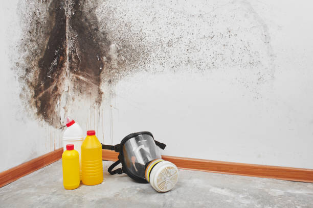 Best Toxic Mold Removal  in Woodsi East, DE