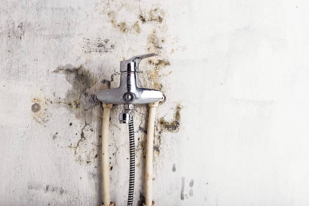 Professional Mold Removal in Woodside East, DE