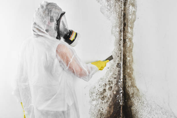 Best Mold Cleaning Services  in Woodsi East, DE