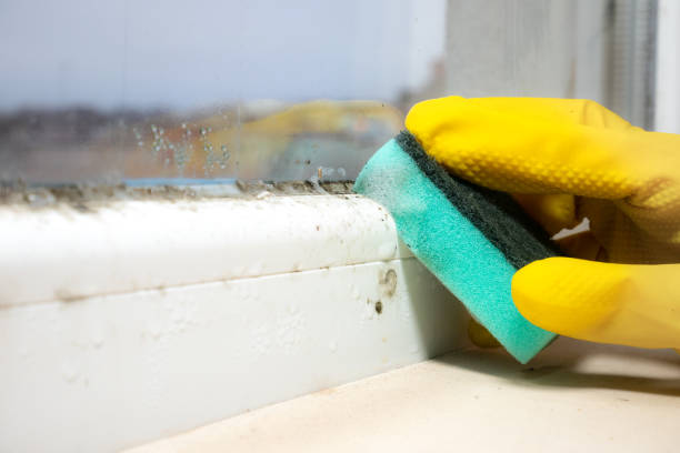 Best Mold Testing  in Woodsi East, DE