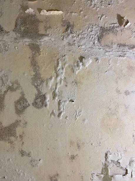 Best Commercial Mold Removal  in Woodsi East, DE