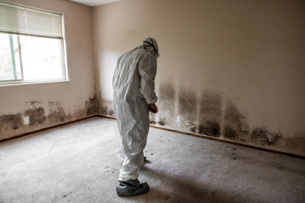 Best Black Mold Removal  in Woodsi East, DE