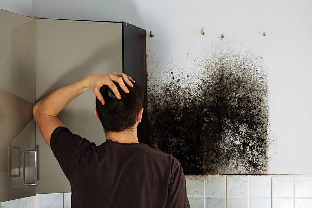 Best Mold Removal Company Near Me  in Woodsi East, DE